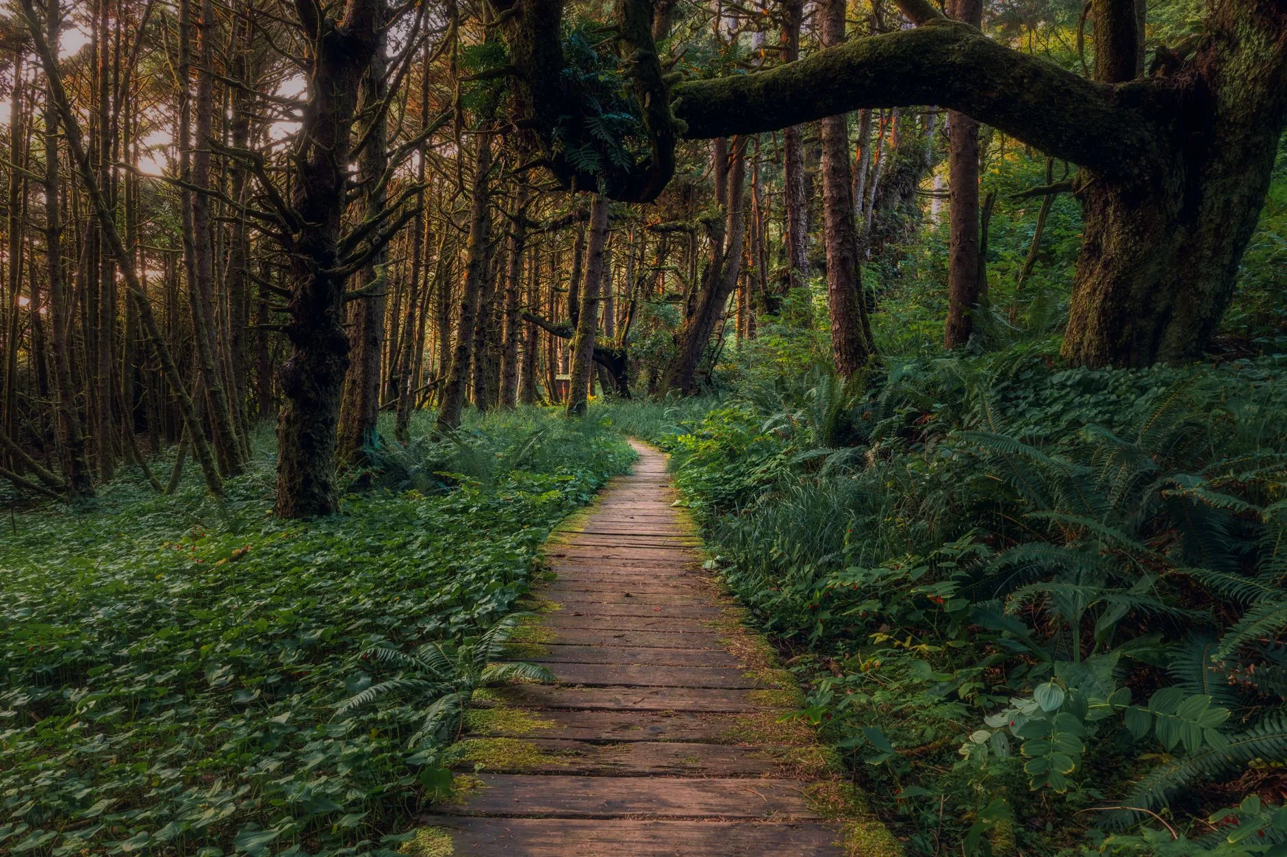 Jour 3 : Cathedral Grove et la route vers Tofino